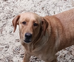 Labradoodle Dog Breeder near COFFEE SPRINGS, AL, USA