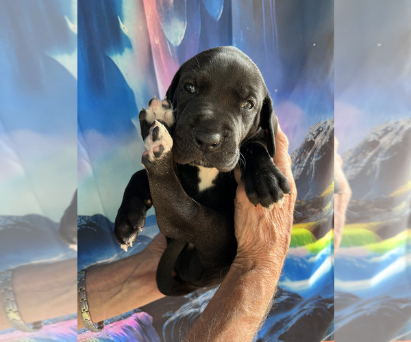 Medium Photo #12  Breeder Profile in ORR, MN, USA