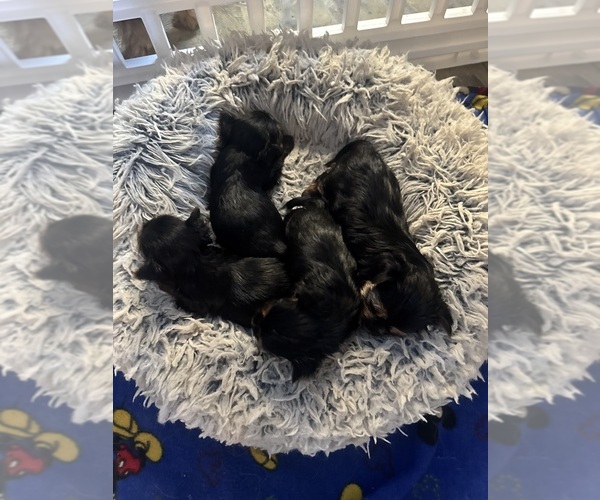 Medium Photo #11  Breeder Profile in RIVERSIDE, CA, USA