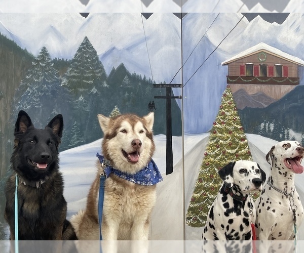 Medium Photo #59  Breeder Profile in FREDERICK, MD, USA