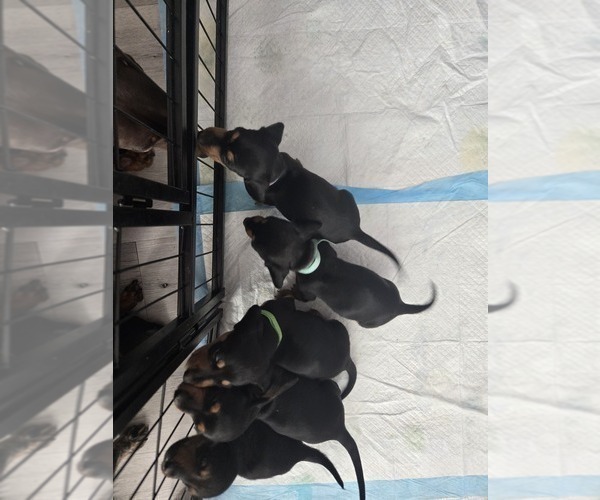 Medium Photo #2  Breeder Profile in KIRTLAND, NM, USA