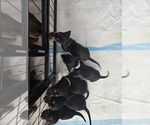 Small #1 Breeder Profile image