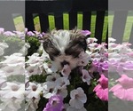 Small breeder photo