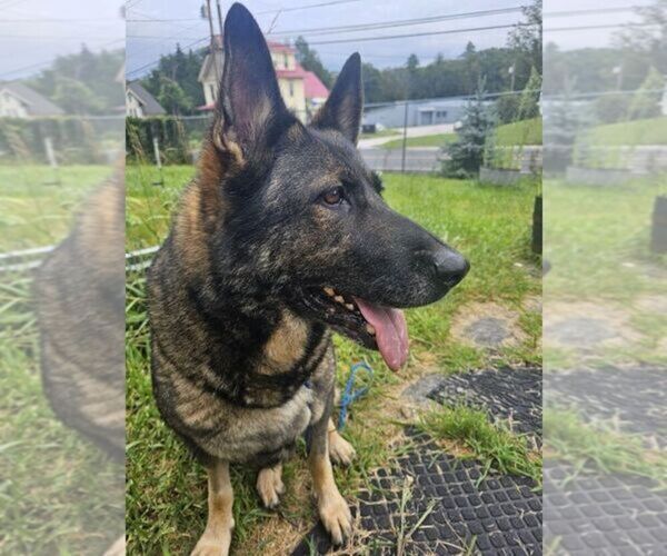 Medium Photo #1  Breeder Profile in HILLSBOROUGH, NH, USA