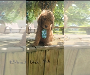 Poodle (Standard) Dog Breeder near FRISCO CITY, AL, USA