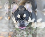 Small #10 Breeder Profile image