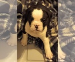 Small #10 Breeder Profile image