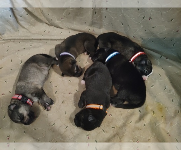 Medium Photo #1  Breeder Profile in EATON RAPIDS, MI, USA