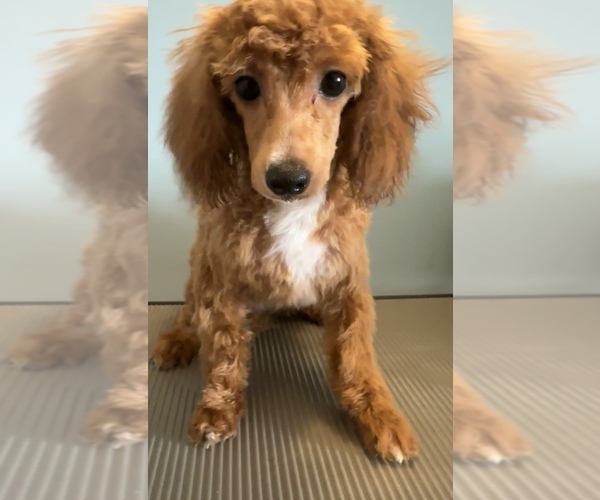 Medium Photo #2  Breeder Profile in BRONX, NY, USA