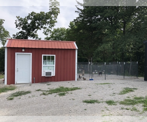 Medium Photo #1  Breeder Profile in HARRISBURG, MO, USA