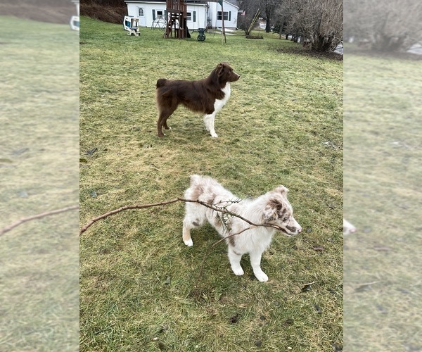 Medium Photo #14  Breeder Profile in BELMONT, VT, USA