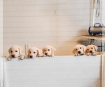 Small #4 Breeder Profile image