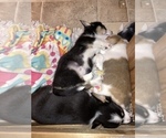 Small #26 Breeder Profile image