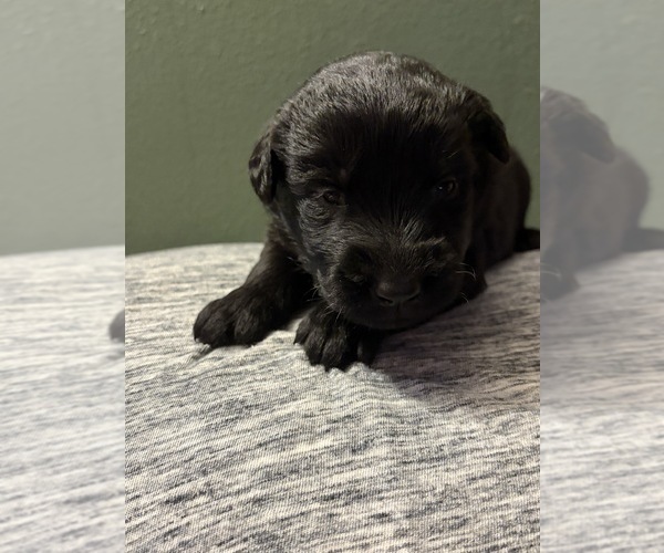 Medium Photo #2  Breeder Profile in PLANT CITY, FL, USA