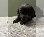 Small #1 Breeder Profile image