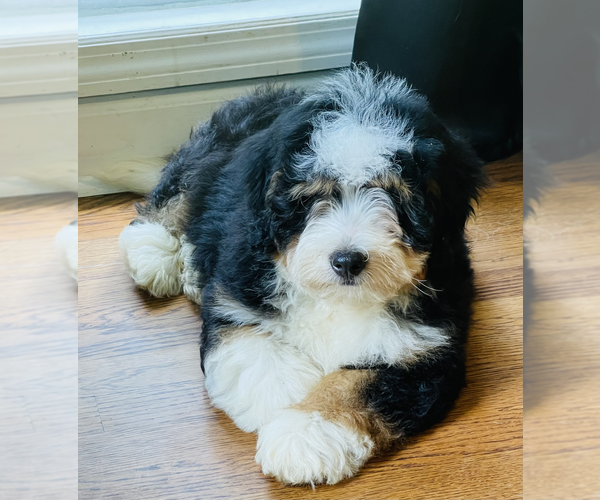 Medium Photo #5  Breeder Profile in COOKEVILLE, TN, USA