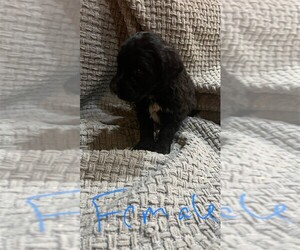Bernedoodle Dog Breeder near CAMP DOUGLAS, WI, USA