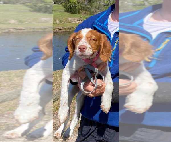 Medium Photo #110  Breeder Profile in HORTENSE, GA, USA