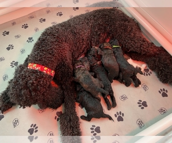 Medium Photo #1  Breeder Profile in VIOLA, ID, USA