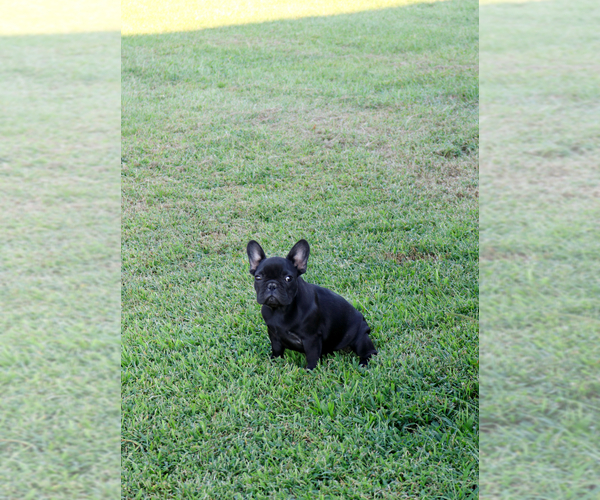Medium Photo #34  Breeder Profile in LONGVIEW, TX, USA