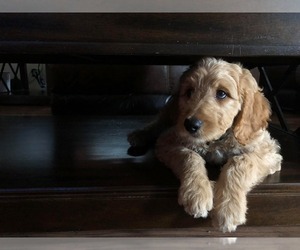 Goldendoodle Dog Breeder near EAU CLAIRE, WI, USA