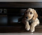 Small breeder photo