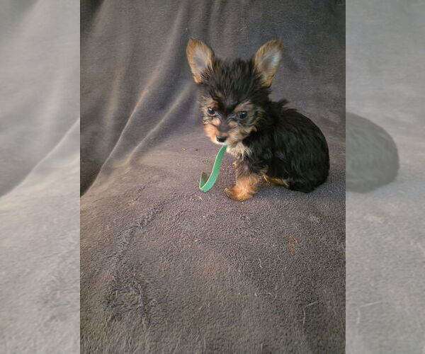 Medium Photo #1  Breeder Profile in WINCHESTER, IN, USA