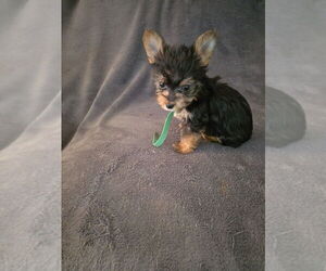 Yorkshire Terrier Dog Breeder near WINCHESTER, IN, USA