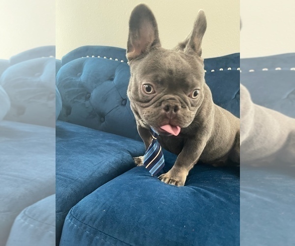 Medium Photo #24  Breeder Profile in BURBANK, CA, USA