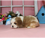 Small #82 Breeder Profile image