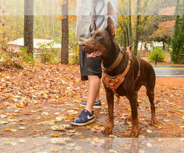 Medium Photo #55  Breeder Profile in FORT LAUDERDALE, FL, USA