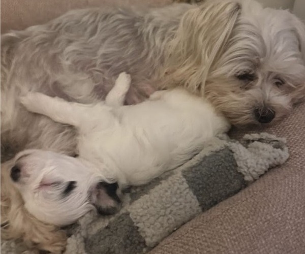 Medium Photo #6  Breeder Profile in FARMINGTON, MN, USA