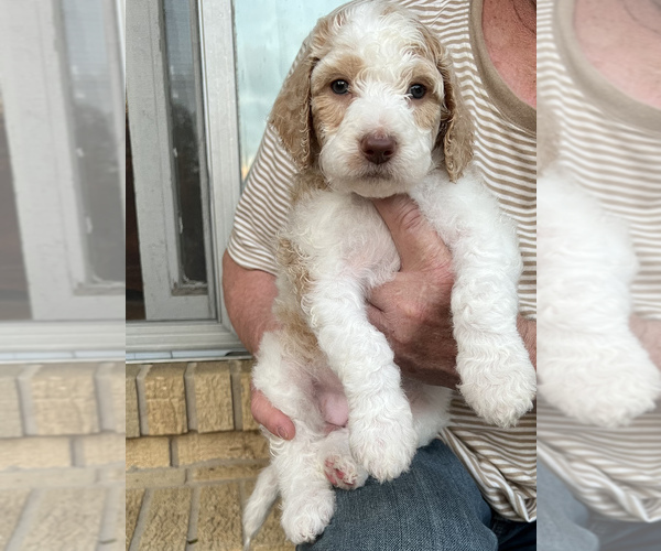 Medium Photo #4  Breeder Profile in BEECHGROVE, TN, USA