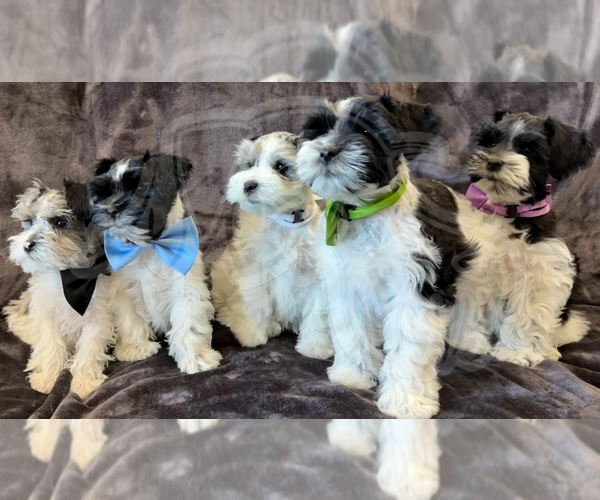 Medium Photo #1  Breeder Profile in GRAND JUNCTION, CO, USA