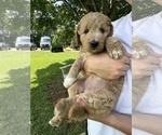 Small #5 Breeder Profile image