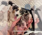 Small #34 Breeder Profile image