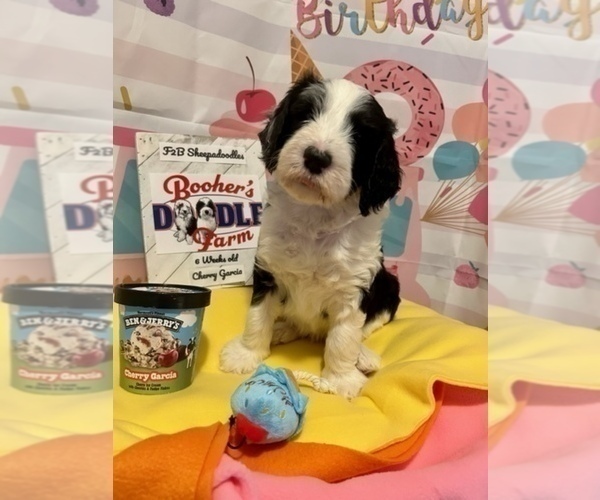 Medium Photo #1  Breeder Profile in BELLEFONTE, PA, USA