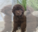Small #18 Breeder Profile image