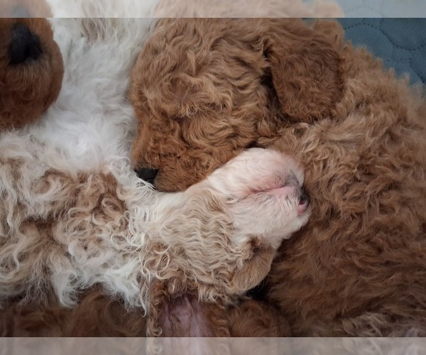 Medium Photo #87  Breeder Profile in GASTONIA, NC, USA