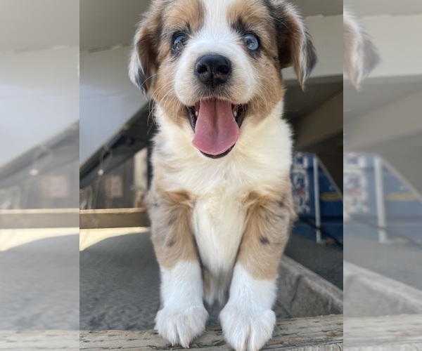 Medium Photo #2  Breeder Profile in ELK GROVE, CA, USA