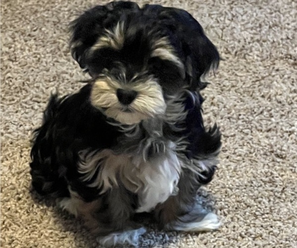 Medium Photo #3  Breeder Profile in BELLINGHAM, WA, USA