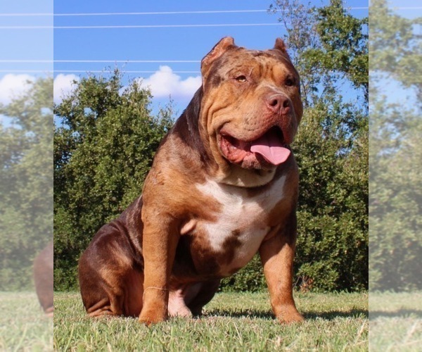 Medium Photo #8  Breeder Profile in LITTLE ELM, TX, USA