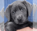 Small #17 Breeder Profile image