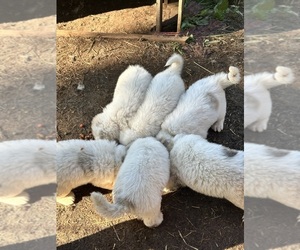 Great Pyrenees Dog Breeder near DILLWYN, VA, USA