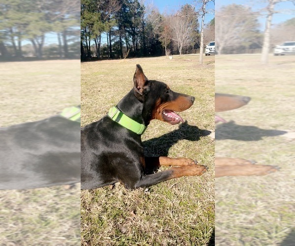 Medium Photo #10  Breeder Profile in CORRIGAN, TX, USA