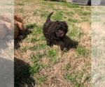 Small #9 Breeder Profile image