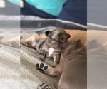 Small #18 Breeder Profile image