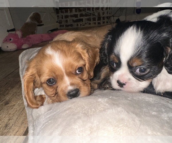 Medium Photo #28  Breeder Profile in WAXAHACHIE, TX, USA