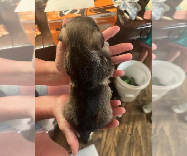 Medium Photo #18  Breeder Profile in OCILLA, GA, USA