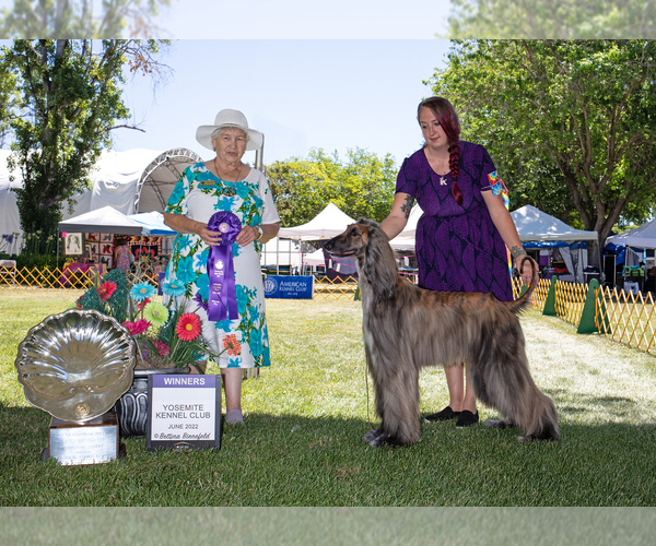 Medium Photo #1  Breeder Profile in ATWATER, CA, USA
